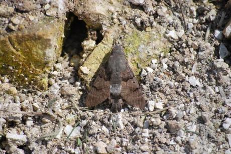 Humming-Bird Hawk-Moth