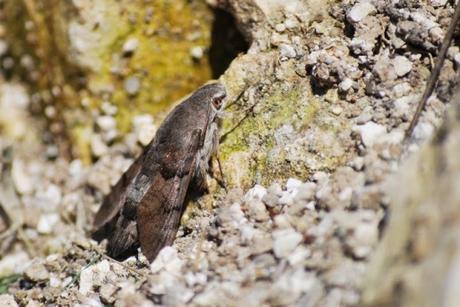 Humming-Bird Hawk-Moth