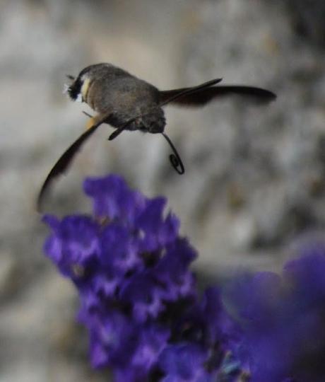 Humming-Bird Hawk-Moth