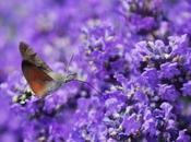Humming-Bird Hawk-Moth
