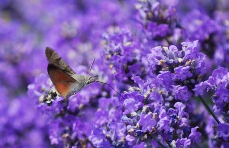 Humming-Bird Hawk-Moth