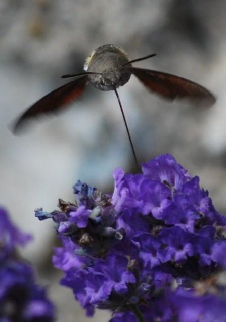 Humming-Bird Hawk-Moth