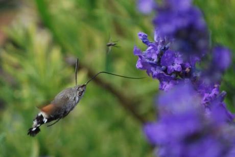 Humming-Bird Hawk-Moth