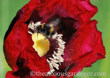 The Poppy and The Bee