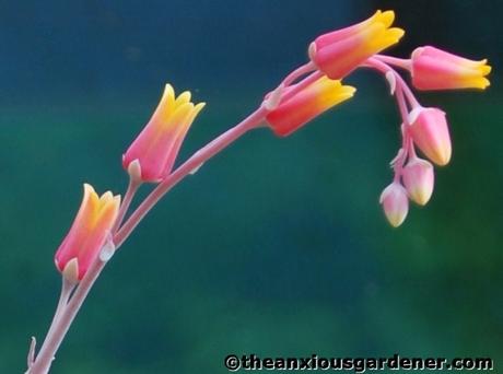 Priory Picture Post # 7