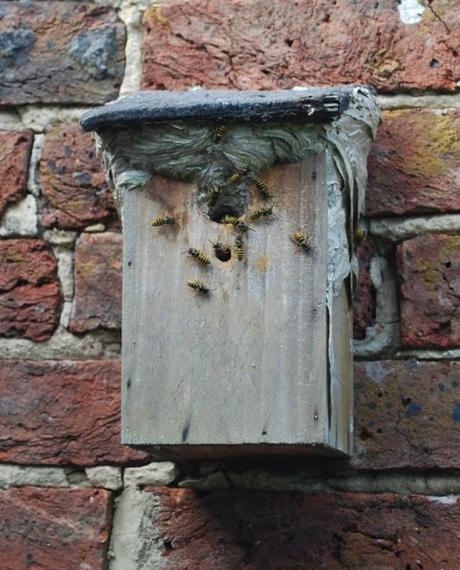 Hubris and Angelica. And Wasps. Hubris and Angelica. And Wasps.