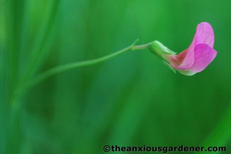 Priory Picture Post # 6