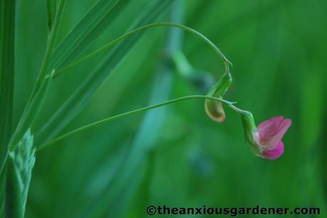 Priory Picture Post # 6