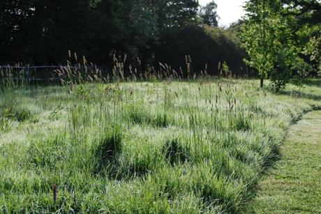 The Flower Meadow …