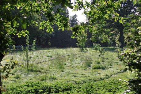 The Flower Meadow …