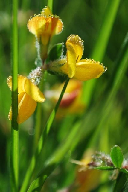 The Flower Meadow …