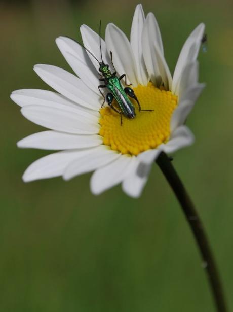 The Flower Meadow …