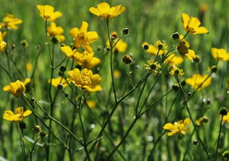 The Flower Meadow …