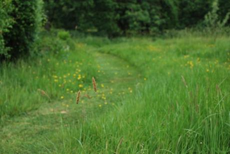 The Flower Meadow …