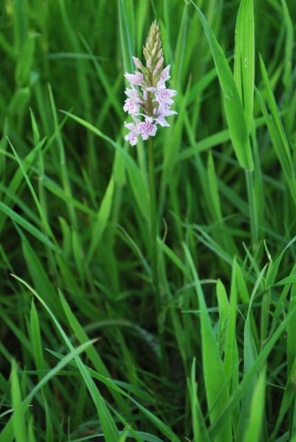 The Flower Meadow …