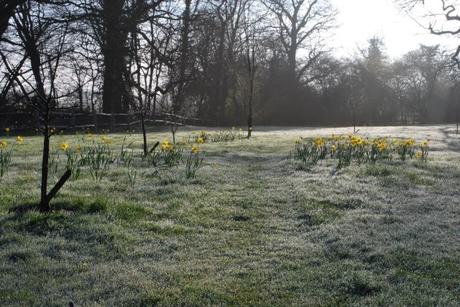 The Flower Meadow …
