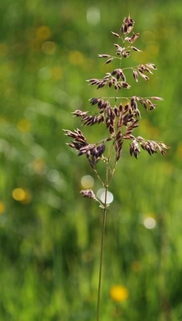 The Flower Meadow …