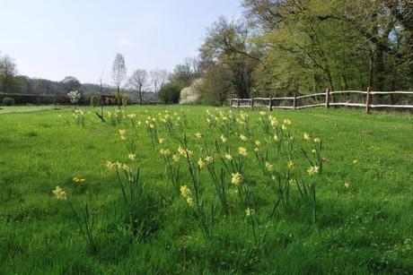 The Flower Meadow …