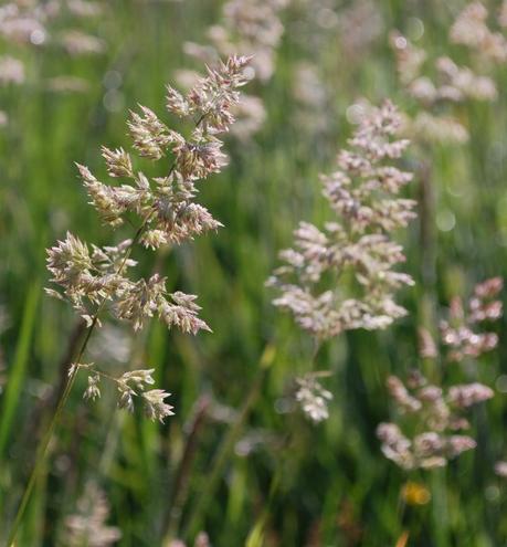 The Flower Meadow …