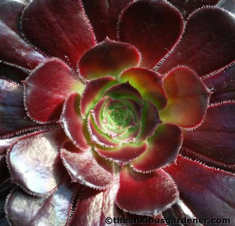 The Greenhouse …