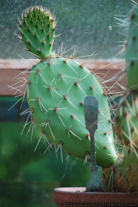 The Greenhouse …