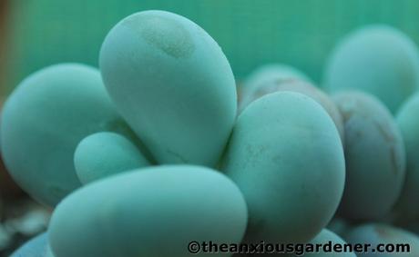 The Greenhouse …