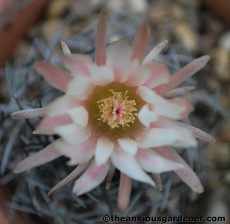 The Greenhouse …