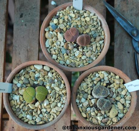 The Greenhouse …