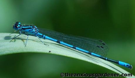 Priory Picture Post # 2