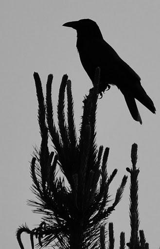 Blog Logo: 2nd Attempt