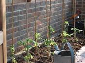 Tomatoes Tree Peonies