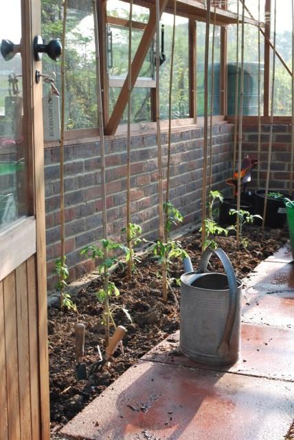 Tomatoes and Tree Peonies