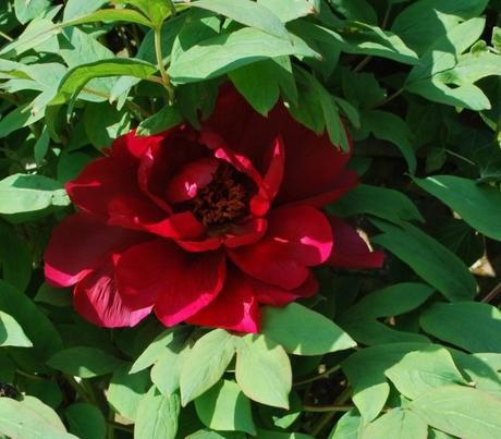 Tomatoes and Tree Peonies