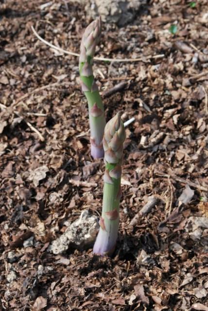 Tomatoes and Tree Peonies