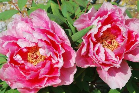 Tomatoes and Tree Peonies