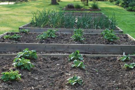 Tomatoes and Tree Peonies