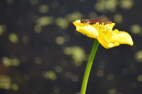 It Blooms and It Blooms