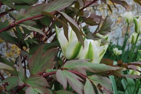 It Blooms and It Blooms