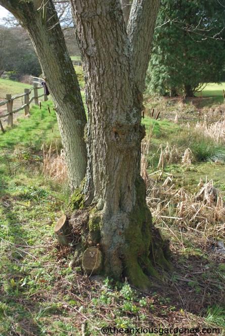 Suckerin’ Succotash