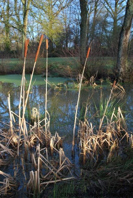 Suckerin’ Succotash