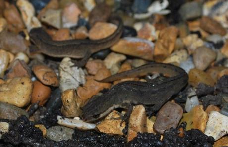 Freeloading Ne’er-do-wells