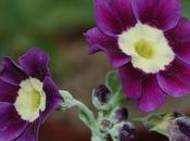 Particular Auricula