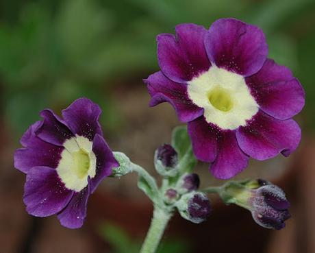 A Particular Auricula