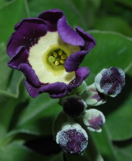 A Particular Auricula