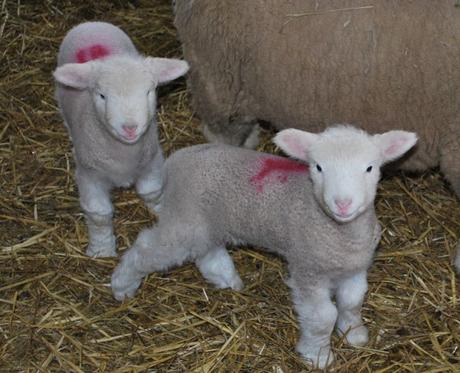 Gratuitous Lamb Photos