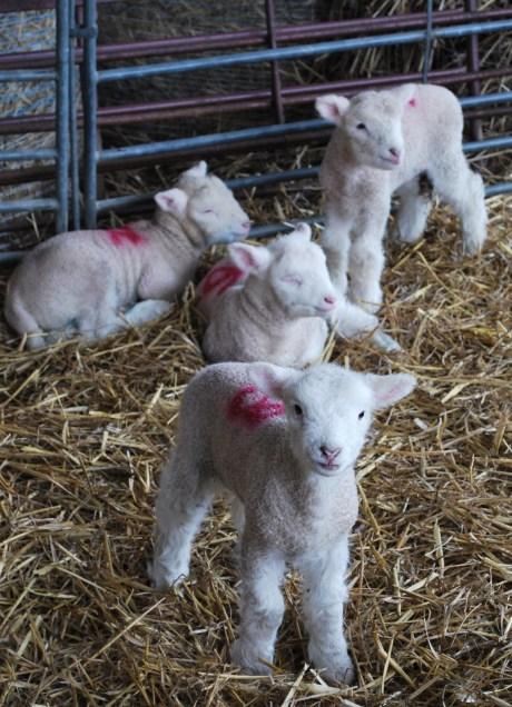 Gratuitous Lamb Photos
