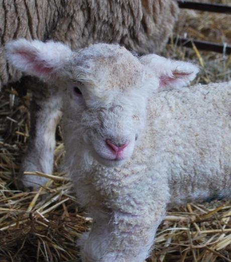 Gratuitous Lamb Photos