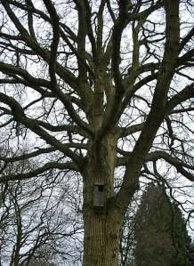 I Do Like An Owl