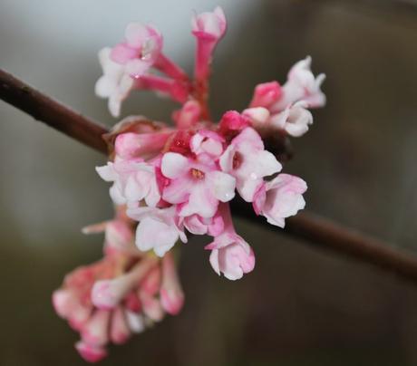 A Real Pretty Display