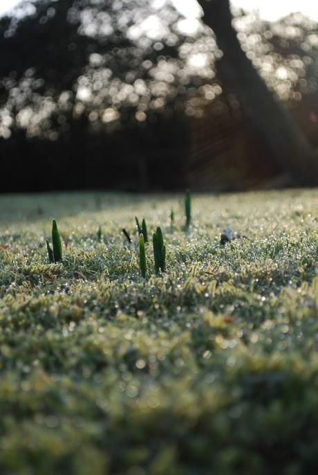Frost, Sunshine And Blood